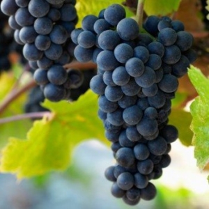 Ripe Pinot Noir clusters hanging on the vine.