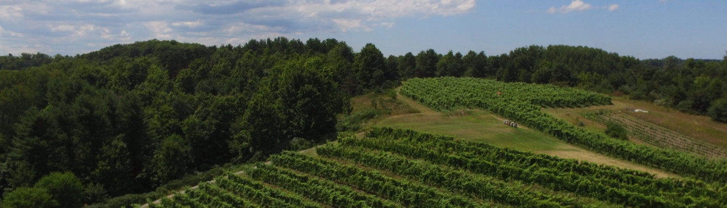 Aerial view of the vineyard at Black Star Farms Suttons Bay.