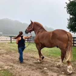 Girl walking a horse at the stables at Black Star Farms.