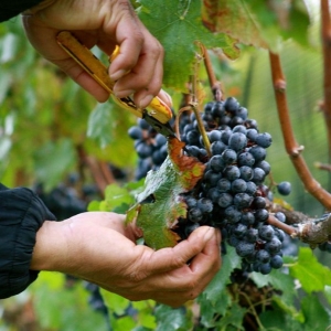 Person cutting grapes off a vine.