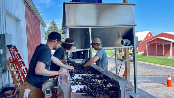 People sorting grapes during harvest.