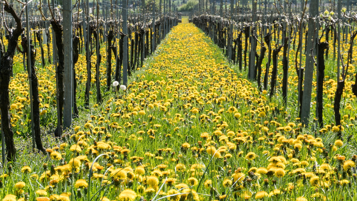 A vineyard in spring with dandelions blooming.