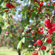 Cherry Orchards in the Leelanau Peninsula are a great place to go Cherry picking in Michigan