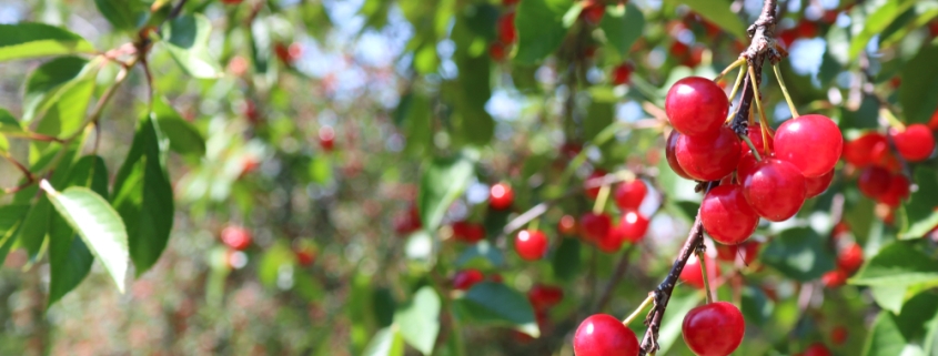 Cherry Orchards in the Leelanau Peninsula are a great place to go Cherry picking in Michigan