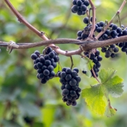 Grapevines at one of the top Traverse City Wineries on the Leelanau Peninsula