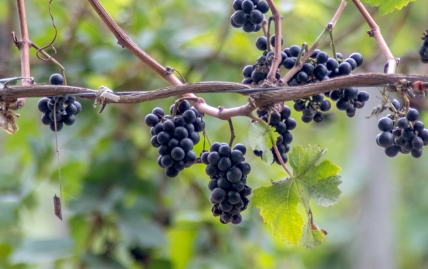 Grapevines at one of the top Traverse City Wineries on the Leelanau Peninsula