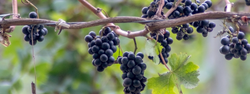 Grapevines at one of the top Traverse City Wineries on the Leelanau Peninsula