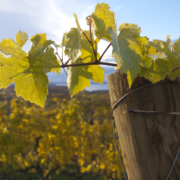 Vineyard at the best Suttons Bay Wineries in Michigan