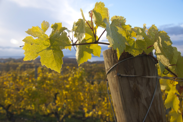 Vineyard at the best Suttons Bay Wineries in Michigan