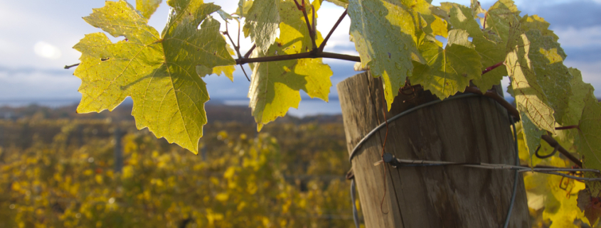 Vineyard at the best Suttons Bay Wineries in Michigan