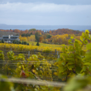 Michigan fall colors on the Leelanau Peninsula while enjoying the best Traverse City wine tours and the top wineries in Traverse City